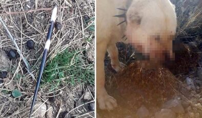 Kayseri’de gözüne ok isabet eden köpek kör oldu, 2 köpek yaralandı