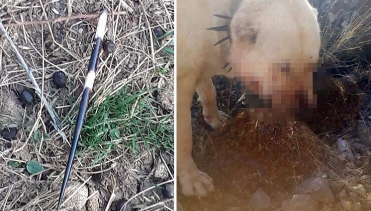 Kayseri’de gözüne ok isabet eden köpek kör oldu, 2 köpek yaralandı