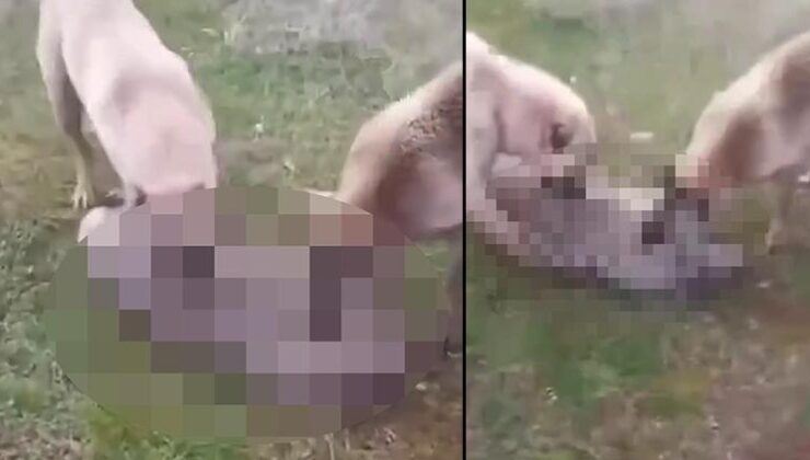 Kurdu önce köpeklerine boğdurdu, sonra yaktı: Gözaltına alındı