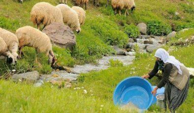 Çoban maaşları şaşkına çeviriyor: Bu paraya rağmen eleman bulamıyorlar