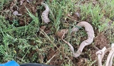 Elazığ’da çapa makinesine takılan 3 metrelik yılan öldü