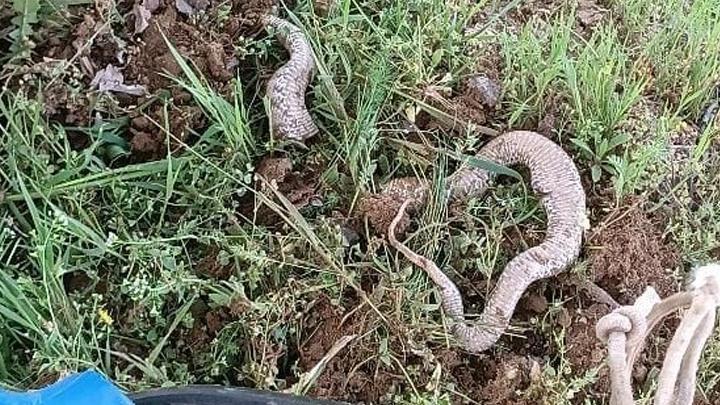 Elazığ’da çapa makinesine takılan 3 metrelik yılan öldü