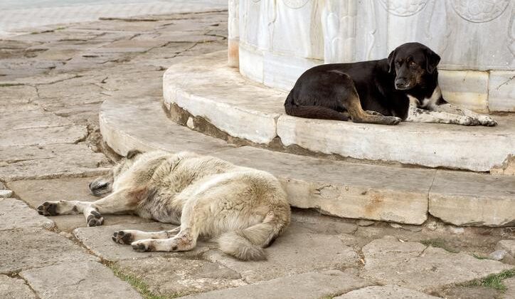 İletişim Başkanlığından sokak köpekleri kamuoyu araştırması