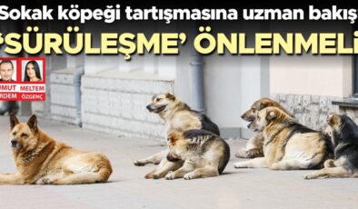 Sokak köpeği tartışmasına uzman bakışı… ‘Sürüleşme’ önlenmeli