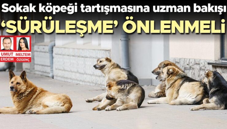 Sokak köpeği tartışmasına uzman bakışı… ‘Sürüleşme’ önlenmeli