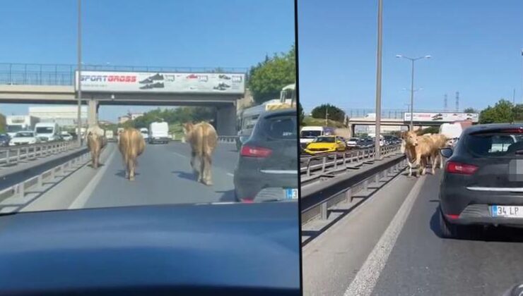 TEM Otoyolu’na çıkan inekler sürücülere zor anlar yaşattı