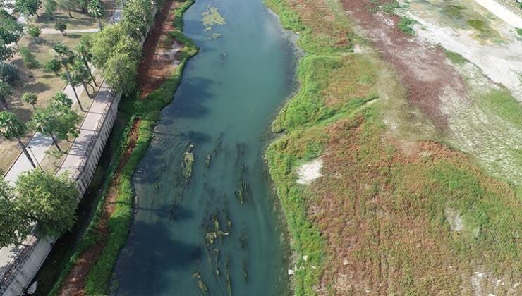 Seyhan Nehri’ni yosun kapladı: Kötü koku oluştu