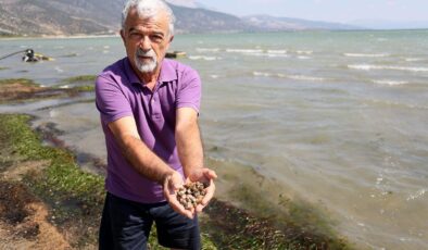 Eğirdir Gölü’nde tehlike: Binlerce kabuklu su canlısı ölüsü kıyıya vurdu