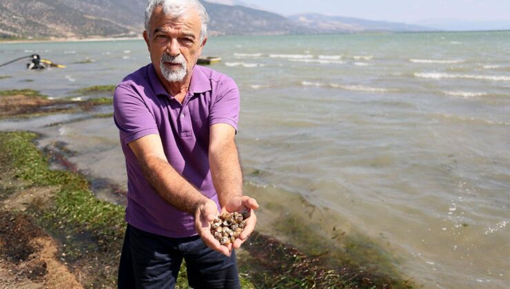 Eğirdir Gölü’nde tehlike: Binlerce kabuklu su canlısı ölüsü kıyıya vurdu