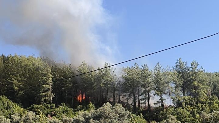 Muğla Milas’ta orman yangını! Havadan ve karadan müdahale ediliyor