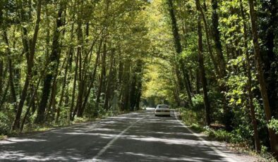 Bartın’da ağaç tüneli görenleri hayran bırakıyor