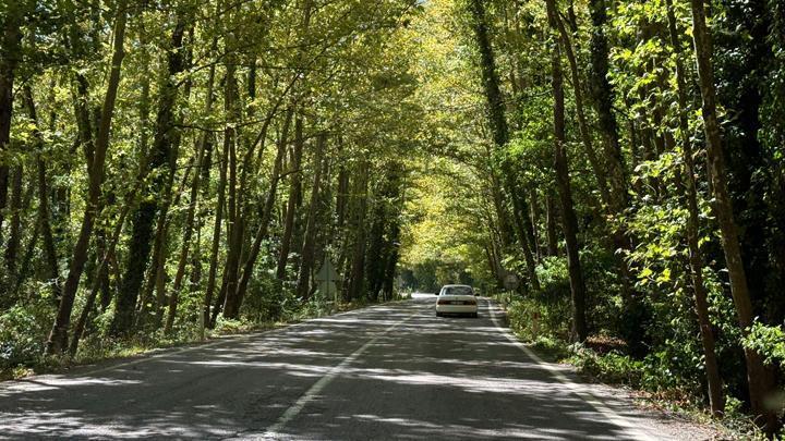 Bartın’da ağaç tüneli görenleri hayran bırakıyor