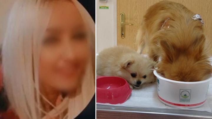 Bursa’da eski sevgilisi şikayet etti: Köpeklere yaptığı işkence ortaya çıktı