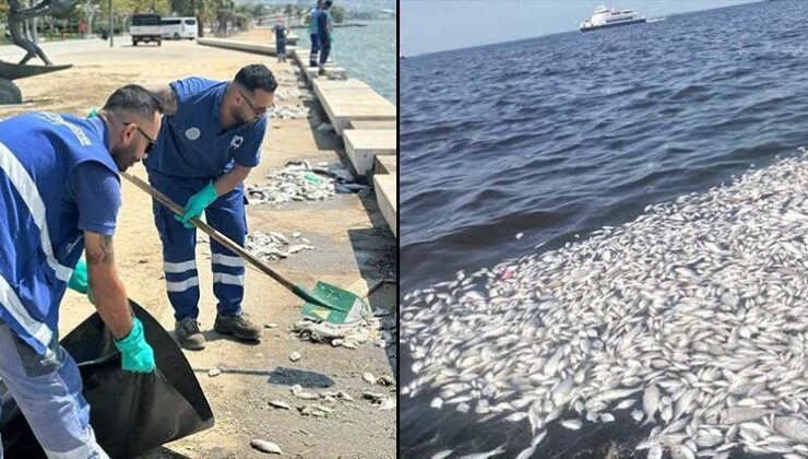 İzmir’de kokuya neden olan balık ölümleriyle ilgili açıklama…. Su ve balıklardan alınan numenin analiz sonuçları paylaşıldı