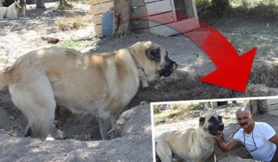 Kangal köpekleri sıcaktan korunmak için bu yöntemi kullanıyor