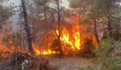 Çanakkale Lapseki’de orman yangını