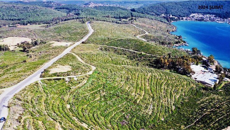 Orman Genel Müdürlüğü’nden Bodrum’daki yangın bölgelerine ilişkin açıklama