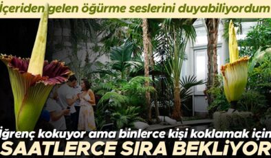 ‘İçeriden gelen öğürme seslerini duyabiliyordum’ Kokusu iğrenç ama binlerce kişi koklamak için saatlerce sırada bekliyor! ‘Ceset bitkisi’ yine çiçek açtı