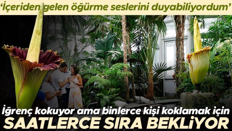 ‘İçeriden gelen öğürme seslerini duyabiliyordum’ Kokusu iğrenç ama binlerce kişi koklamak için saatlerce sırada bekliyor! ‘Ceset bitkisi’ yine çiçek açtı