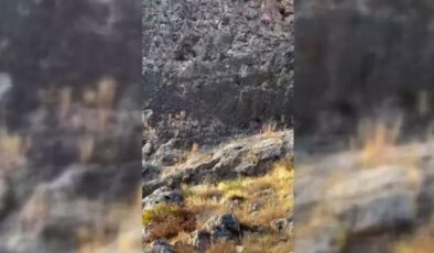 Nesli tükenme tehlikesi altında! Çizgili sırtlan, Adıyaman’da görüntülendi