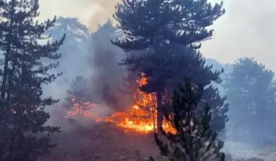 Bolu’da tarihinin en büyük orman yangını çıkmıştı! Söndürme çalışmaları 1 ay sürdü, maliyeti ise 780 milyon lira…