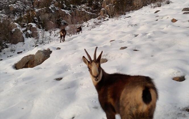 Nesli tükenme tehlikesi altında… Munzur Dağları’nın zirvesinde görüldü