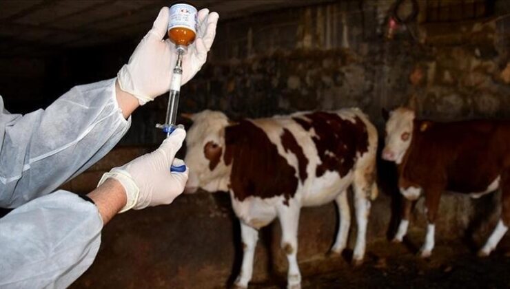 Almanya’da şap paniği: 35 yıl sonra ilk kez görüldü