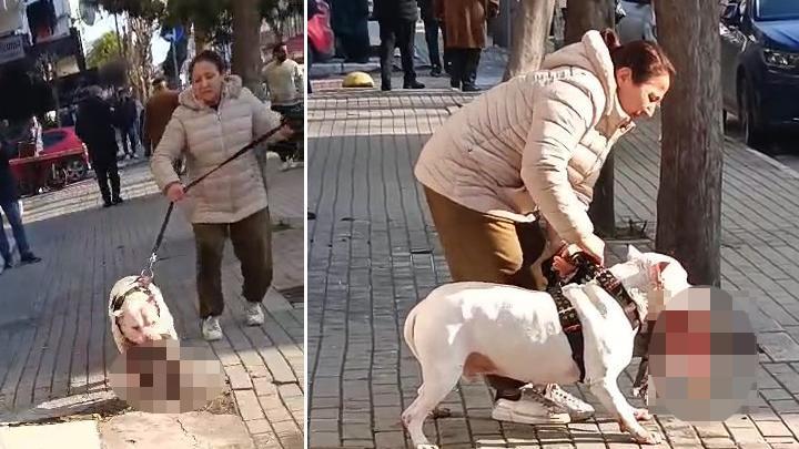 Avcılar’da pitbull cinsi köpek sokak kedisini öldürmüştü! Sahibi gözaltına alındı