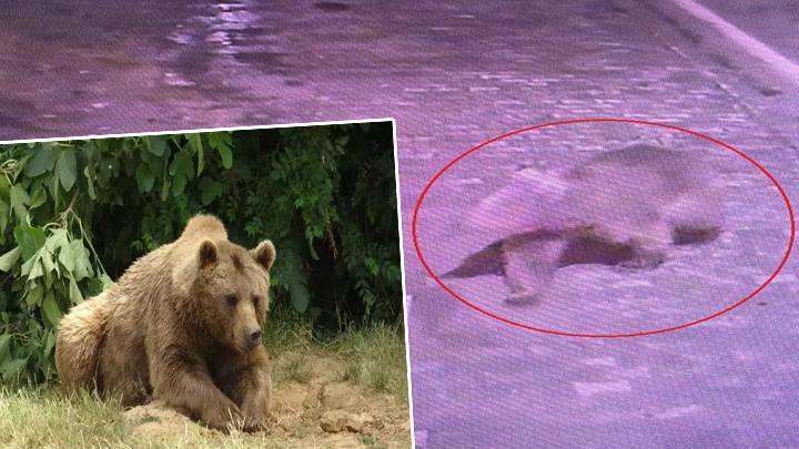 Bursa’da kaçan bozayı her yerde aranıyor! ‘Hiçbir ize rastlanmadı!