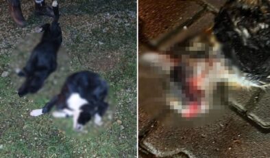 Bursa’da vahşet! 6 köpek ile 1 kedi ölü bulundu