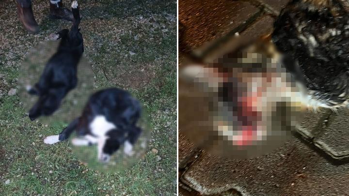 Bursa’da vahşet! 6 köpek ile 1 kedi ölü bulundu