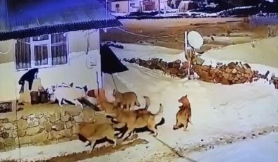 Çoban köpeği, tek başına kurt sürüsüne karşı koydu