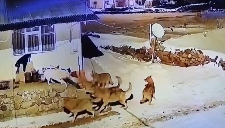 Çoban köpeği, tek başına kurt sürüsüne karşı koydu