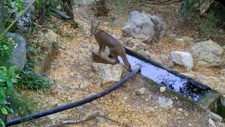 Nesli tehlikedeki karakulak, fotokapana yakalandı