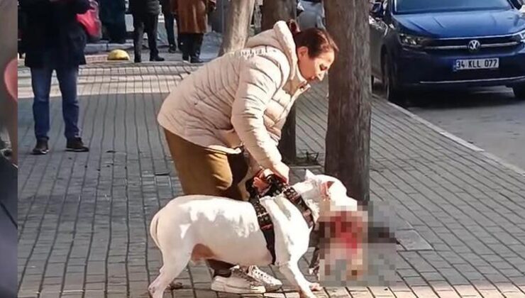 Pitbull, sokak kedisini parçalamıştı! Köpeğin sahibi tutuklandı