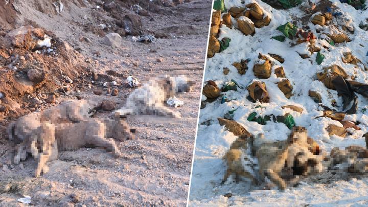 Yüksekova’da kahreden görüntü! Kül dökülen alanda 20 köpek ölü bulundu