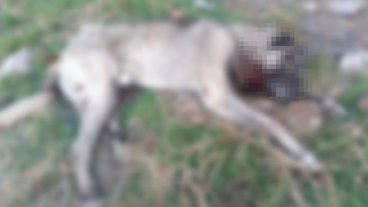 Ankara’da vahşet! 4 köpek, tüfekle vurulmuş halde ölü bulundu