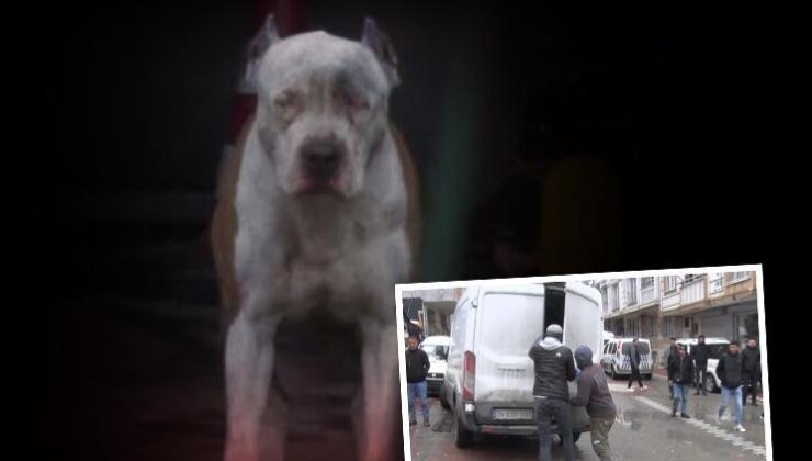 İstanbul’da pitbull dehşeti: Sahibine ve onun arkadaşına saldırdılar… Et vererek ayırmaya çalıştılar