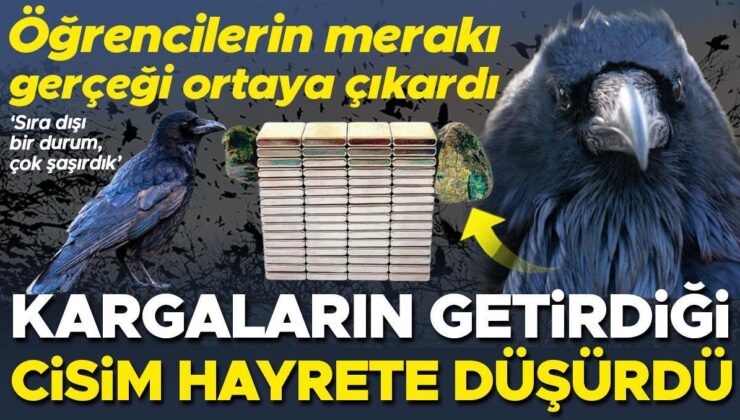 Öğrencilerin merakı gerçeği ortaya çıkardı: Kargaların getirdiği cisim hayrete düşürdü… ‘Sıra dışı bir durum, rögar kapakları etrafında daha çok bulunuyor’