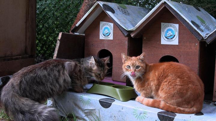 Trabzon’da ‘Kedi Köyü’nün sınırları genişledi, misafirleri arttı