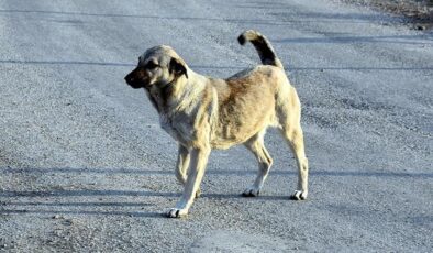 İzmir’de sahipsiz köpeğin saldırısına uğrayan 6 yaşındaki çocuk yaralandı