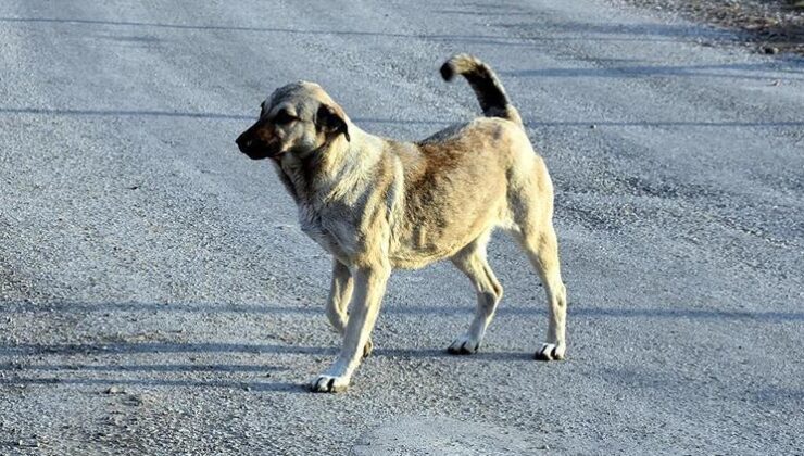 İzmir’de sahipsiz köpeğin saldırısına uğrayan 6 yaşındaki çocuk yaralandı